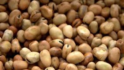 سعر كيلو الفول يتراجع اليوم بنحو 5.5 جنيه في الأسواق 