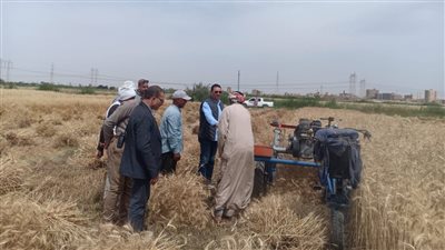 رئيس مدينة طامية بالفيوم يفتتح موسم حصاد القمح للموسم الشتوي