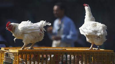 البط الفرنساوي بـ 75 جنيه.. أسعار الدواجن والبيض خلال تعاملات اليوم 12/6/2025