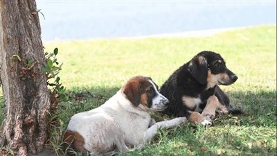 ما حكم قتل الكلاب والقطط الضالة؟.. دار الإفتاء توضح