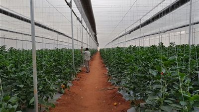 نقيب الفلاحين: التغيرات المناخية تهدد الانتاج الزراعي وتُزيد معدلات الفقر| خاص