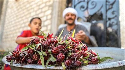 يوم دافئ من أحضان الطبيعة..ميعاد قطف وتجميع الكركديه 