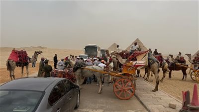 مصادر بالسياحة : الجمالة والخيالة سبب أزمة تكدس الزيارة بالأهرامات |صور