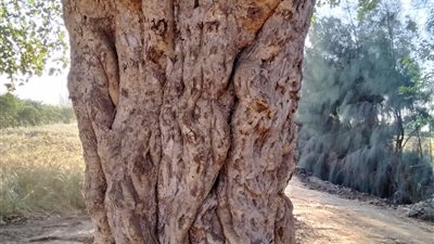 استغاثة عاجلة من أهالي عزبة المحلاوي إلى الرئيس السيسي: 