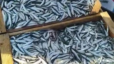 سردين وبساريا.. انتعاشة في الأسماك بسبب مراكب الشانشولا بدمياط |صور