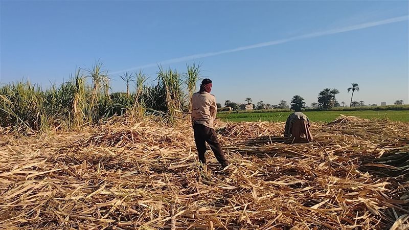 عمال كسر القصب بقنا