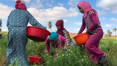 من الفيوم لأوربا.. رحلة جمع محصول 