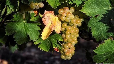 دراسة: العنب قد يعزّز نمو العضلات وتعافيها بفضل مركباته النشطة