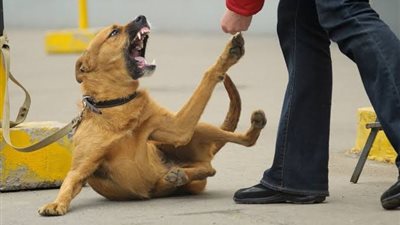 قصة مؤلمة.. ضبط شخصين اعتديا على كلب ونشرا الفيديو لجذب المتابعين