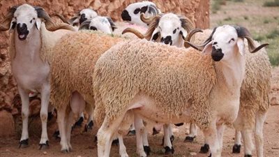 توزيع 28 طنًّا من لحوم الأوقاف على الأسر الأولى بالرعاية