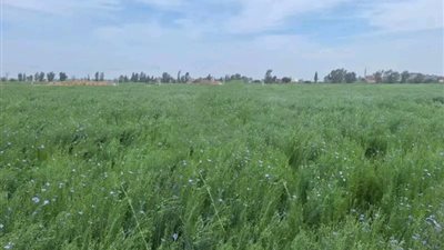 زراعة الشرقية تنفذ يوم حصاد لمحصول الكتان بمشتول السوق