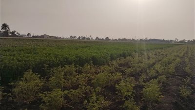 من بنى سويف إلى أوروبا رحلة النباتات العطرية إلى العالمية.. المزارعين يحلمون 