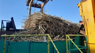 من حقول القصب إلى المائدة.. رحلة إنتاج السكر داخل أقدم مصنع في الصعيد |صور