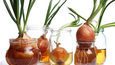 زيت إكليل الجبل VS زيت البصل.. كيف تختاري الأنسب لشعرك؟