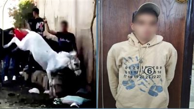 «الداخلية» تكشف تفاصيل تعدي سائحة هولندية بالضرب على «سايس» بالهرم