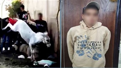 إخلاء سبيل السائحة الهولندية وسايس الهرم في واقعة التعدي على «حمار»