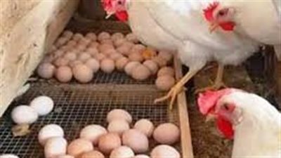 الساسو بـ 14 جنيه.. أسعار الدواجن والبيض خلال تعاملات اليوم الإثنين 19/5/2025