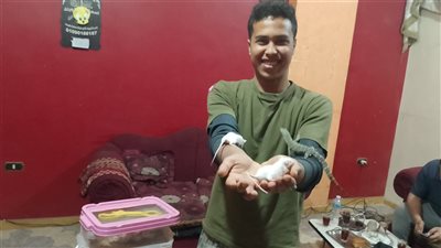 شاب بمدينة شبين القناطر بالقليوبية يهوى تربية الثعابين والتماسيح |صور