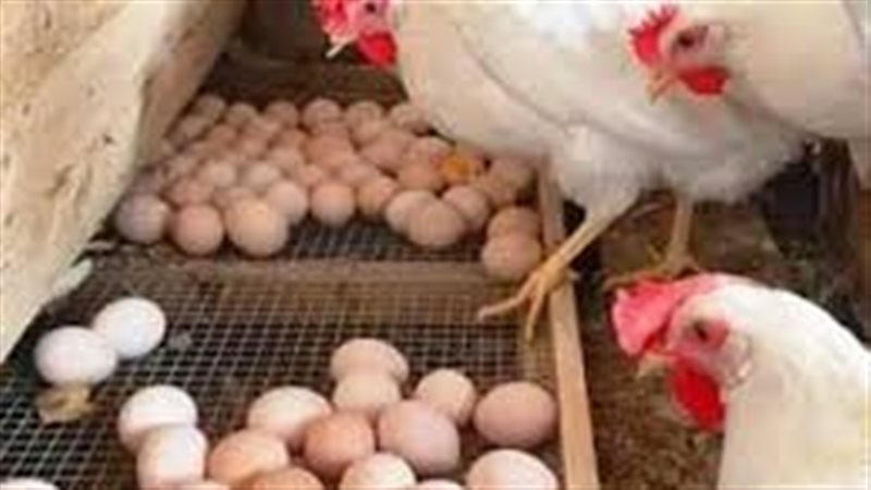 أسعار الدواجن والبيض