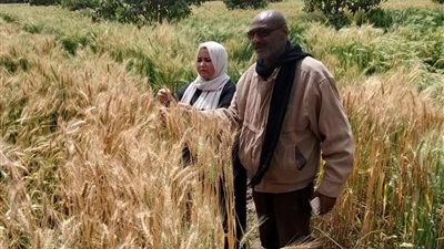 مديرية الزراعة بالسويس تتابع الزراعات الشتوية قبل الحصاد بجمعية جنيفة