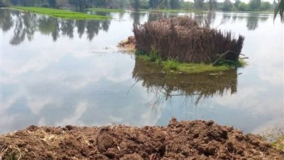 غرق 20 فدانا من أراضي طرح البحر بالمنوفية  بسبب ارتفاع منسوب المياه بفرع رشيد