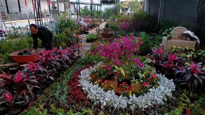 لأول مرة.. منظمة الفاو تشارك فى تنظيم معرض زهور الربيع بالمتحف الزراعي