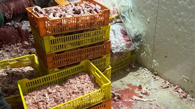 ضبط 26 طنًا من مصنعات ومقطعات اللحوم وهياكل الدواجن الفاسدة بالجيزة
