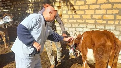 تحصين الحيوانات بقرية الرائد بالسويس ضمن جهود الحفاظ على الثروة الحيوانية