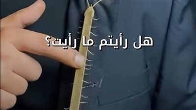 أم أربعة وأربعين أصبحت موضة.. مصمم اكسسوارات يصنع بروشات من الحشرات الحية
