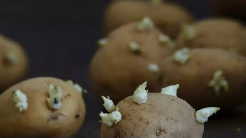 مظهر بريء وخطر خفي..
