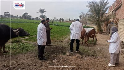 تحصين 35616 رأس ماشية ضد مرضي الحمى القلاعية وحمى الوادي المتصدع بالفيوم 