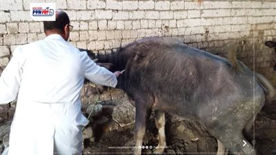 بيطري المنيا: تحصين 102 ألفًا و386 رأس ماشية ضد الحمى القلاعية 