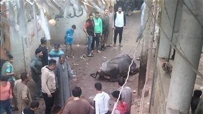نفوق رأسى ماشية بسبب ماس كهربائى بعامود إنارة بالشارع فى البدرشين 