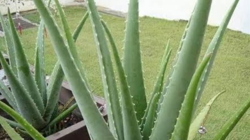 نبتة منزلية شائعة