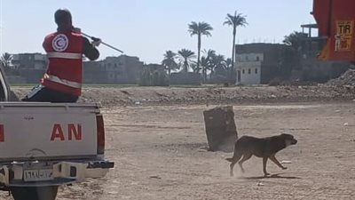 الغربية تحصن الكلاب الحرة وتوسع مظلة الوقاية ضمن مصر خالية من السعار 2030
