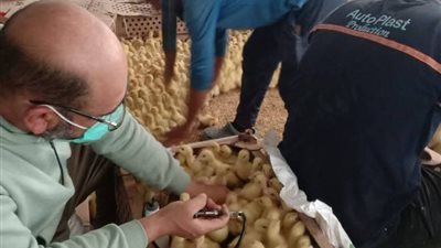 الخدمات البيطرية بالسويس تكثف حملات التحصين والتوعية بالأسواق