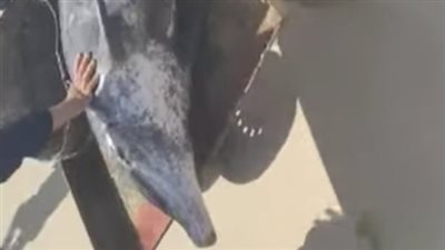 العثور على دولفين نافق على شاطئ ميناء المعدية في البحيرة