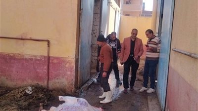 إعدام لحوم غير صالحة للاستهلاك الآدمي بعد فحص الطب البيطري في فارسكور