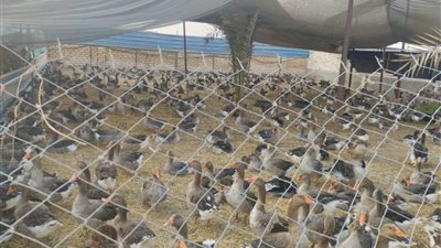 الخدمات البيطرية: مليار و600 مليون طائر و16 مليار بيضة مائدة خلال عام