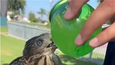 القبض على شاب أمريكي بعد إجباره صقرا على شرب الكحول