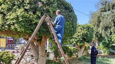 رئيس مدينة قنا يتابع استكمال أعمال القسم الزراعي بحديقة أمام بنك الإسكندرية