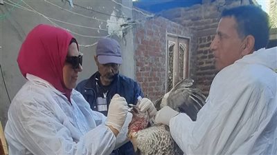 الطب البيطري بدمياط ينفذ حملة تقصي نشط لمواجهة أنفلونزا الطيور بالقرى
