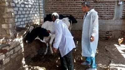 البيطري يواصل سباقه .. 245 ألف رأس ماشية تحت مظلة التحصين بالغربية 