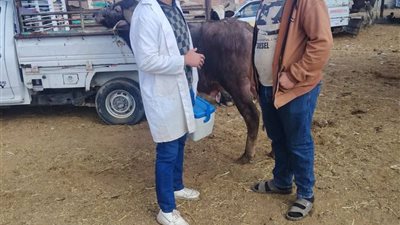 متابعة سوق الماشية بالألبان الجديدة وتحصين الحيوانات ضد الأمراض بالسويس