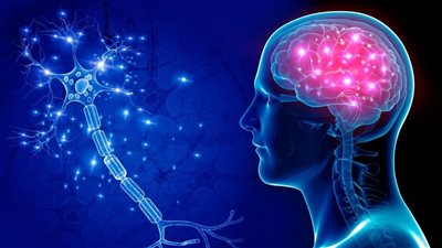 دراسة حديثة تربط بين تحسين قدرة العضلات على التحمل ونشاط خلايا الدماغ
