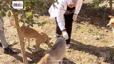 تحصين الكلاب الحرة.. «بيطري المنيا» يواصل معركة القضاء على السعار