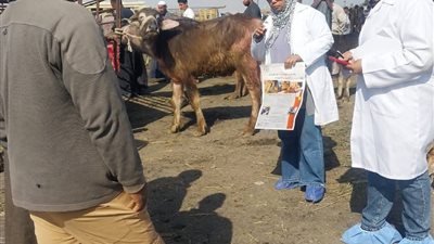 حملات بيطرية لمتابعة سوق جنيفة وتحصين الماشية ضد حمى الثلاثة ايام بالسويس