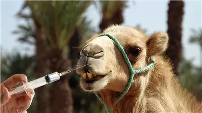فضيحة مسابقة جمال الإبل في عمان.. حظر 20 جملا بسبب عمليات التجميل