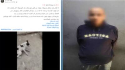 باشرت النيابة التحقيق.. سائق يتعدى بالضرب على كلب ضال بالبساتين