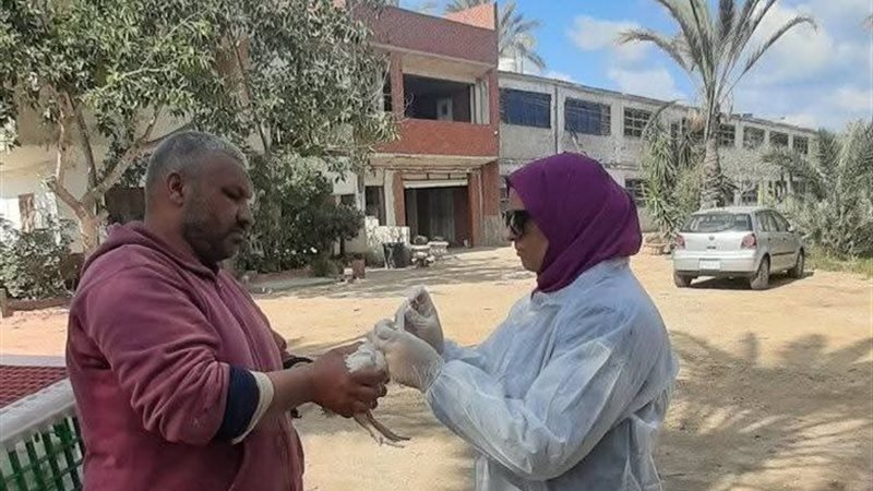 الطب البيطري بدمياط